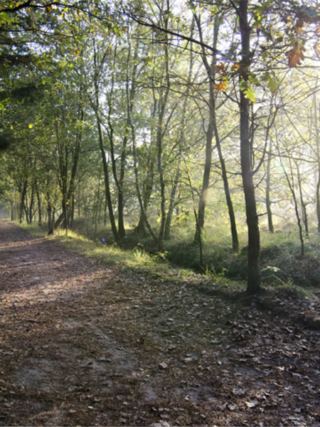 Boeiend bos - Toerisme Essen